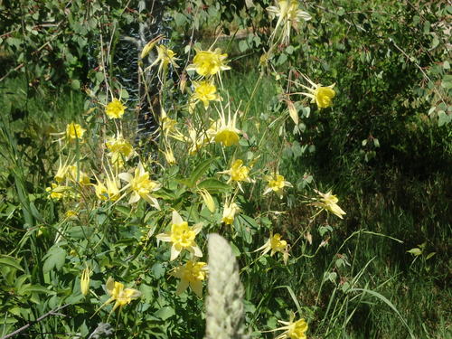 GDMBR: Yellow Columbine.